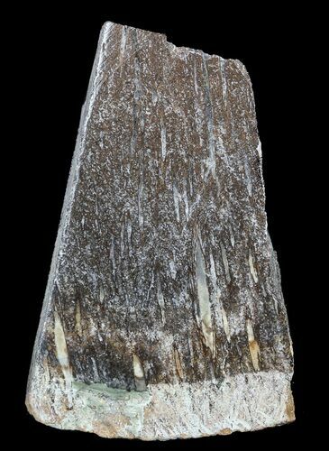 Polished Pliosaur (Liopleurodon) Bone - England #53425
